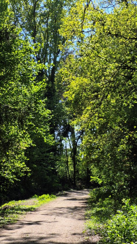 BeatriceHeinze's tweet photo. 3 phone snapshots of my local nature reserve, where I like to go for walks for TrailTuesday.
#TrailTuesday https://t.co/N4g5WPOGi4