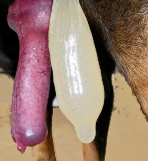knineprincbann's tweet photo. JOIN ZOO CHANNEL NOW 📷👇
https://t.co/f9xk0RYKXq

#ZOOMGAYAMERICA
#zoophillia #dogknotting
#buyingcontent #zoofilia https://t.co/qav85dTVuk