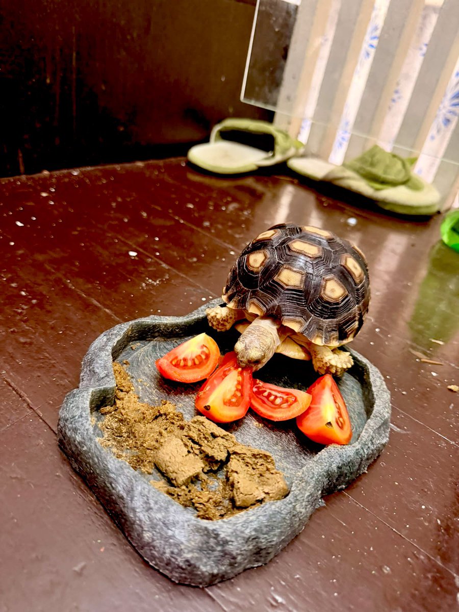 HeySammy's tweet photo. $TORTUGA and $FRANK aren’t real. There’s only one real one, and only one that launched by himself me, $SAMMY. 🐢 https://t.co/2heGY5JL6f