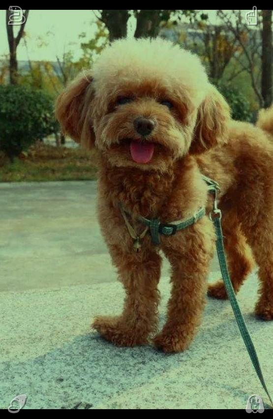 0329Mda's tweet photo. 🏷Number-themed cube665991Dog walk Dog is happy https://t.co/RaczMOBEie