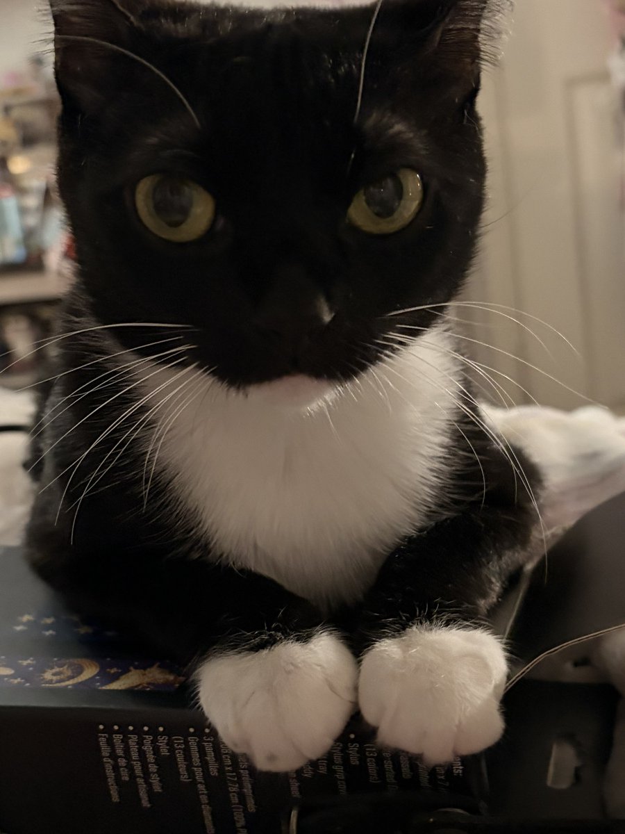 miuchurin's tweet photo. my best friend's cat is so cat https://t.co/97viNwf7Yo