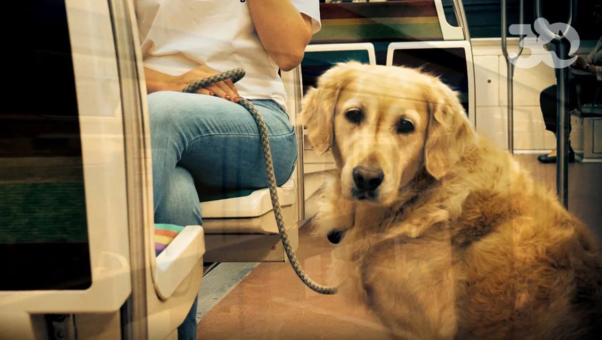 Plusdetrains's tweet photo. Le savez-vous ?
Les conditions pour voyager avec son chien sur notre réseau de transport IDFM ne sont pas harmonisées...
Sur les lignes RATP (métro et RER), il faut laisse et muselière et c’est gratuit. 
Sur les lignes SNCF, il faut aussi laisse et muselière mais il faut un ticket à tarif réduit…

C’est piège, personne ne connaît cette différence mais les contrôleurs SNCF, qui perçoivent une prime en fonction des amendes dressées et payées, se font un malin plaisir de verbaliser quand on passe d’un réseau à l’autre. 

On va demander à IDF Mobilités que les règles soient les mêmes sur tout le réseau. 
(PS il manque une muselière au beau chien sur la photo 😉)