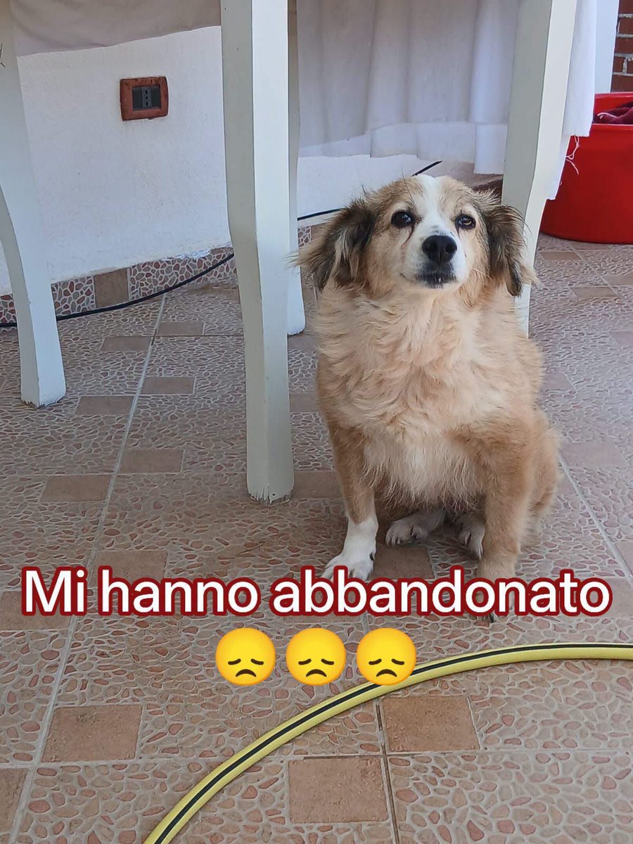 FiorellaArcodi1 tweet picture
