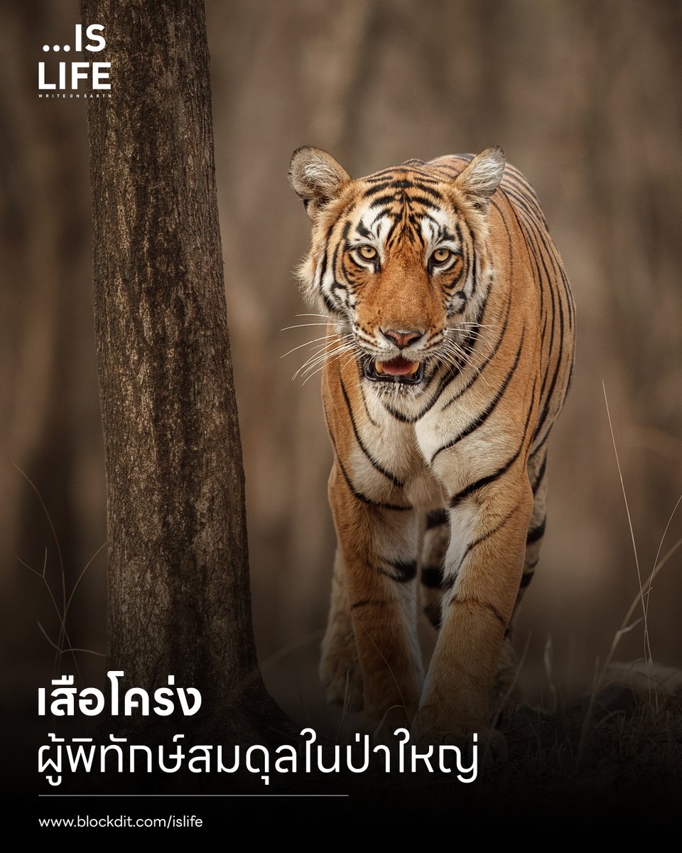 IsLife_Write tweet picture