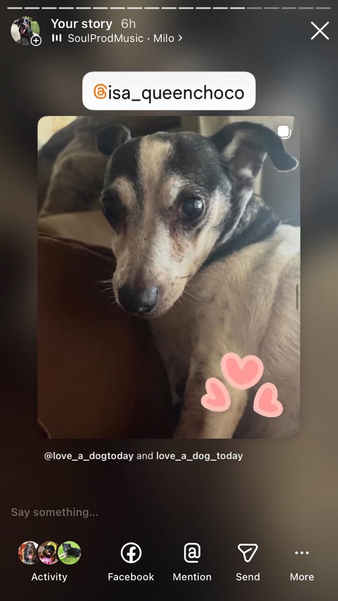 Anman248's tweet photo. Today’s terrier Tuesday 

Follow on IG @love_a_dogtoday and @love_a_dog_today for the complete posts and profiles of these pups
.................
#dog #dogs  #loveadogtoday #loveadogday  #doglove #dogsoftwitter #twitterdogs #twitterdog https://t.co/VjP40U8hah