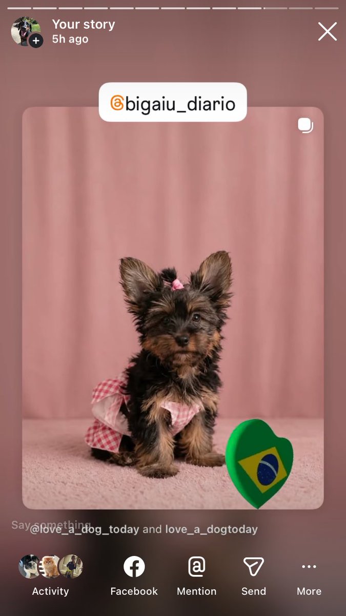 Anman248's tweet photo. Today’s terrier Tuesday 

Follow on IG @love_a_dogtoday and @love_a_dog_today for the complete posts and profiles of these pups
.................
#dog #dogs  #loveadogtoday #loveadogday  #doglove #dogsoftwitter #twitterdogs #twitterdog https://t.co/VjP40U8hah