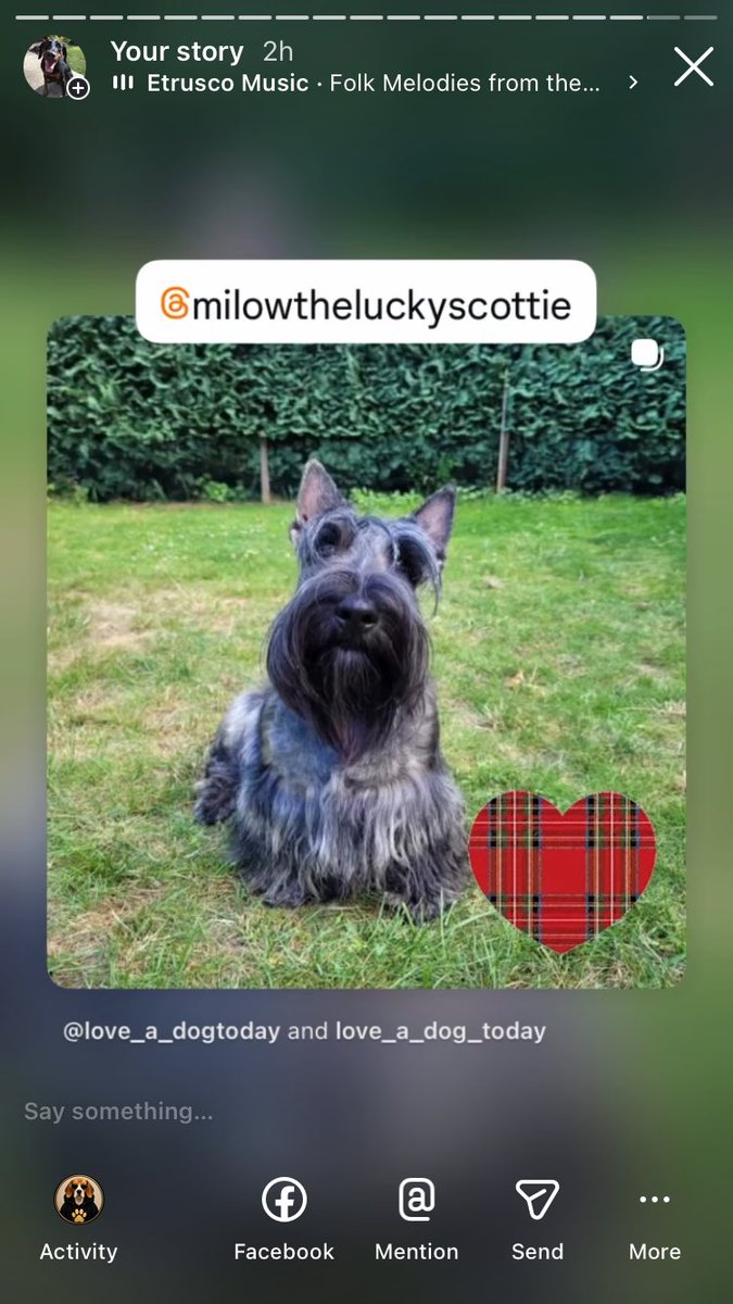 Anman248's tweet photo. Today’s terrier Tuesday 

Follow on IG @love_a_dogtoday and @love_a_dog_today for the complete posts and profiles of these pups
.................
#dog #dogs  #loveadogtoday #loveadogday  #doglove #dogsoftwitter #twitterdogs #twitterdog https://t.co/VjP40U8hah