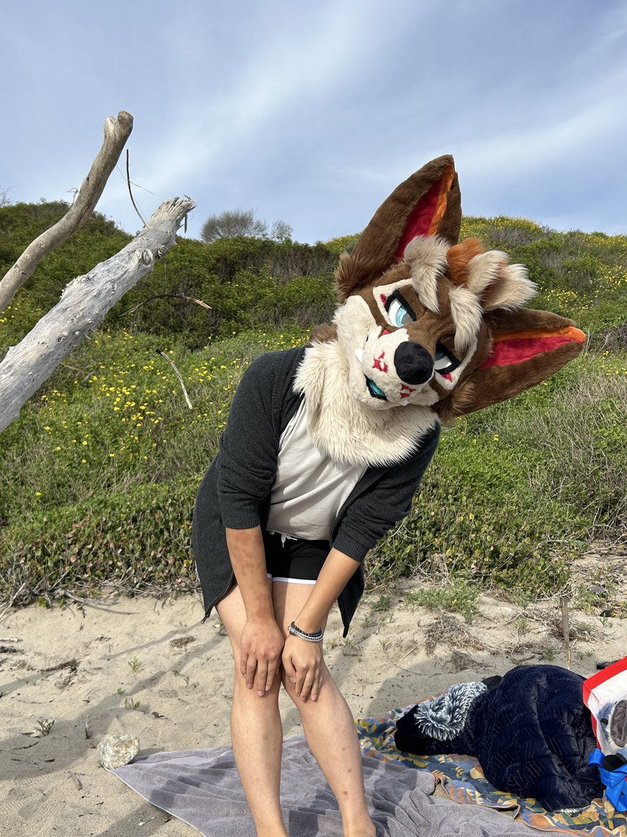 Leukooo's tweet photo. Day at the beach with a yote ๐๏ธ https://t.co/9C4DUlgSee