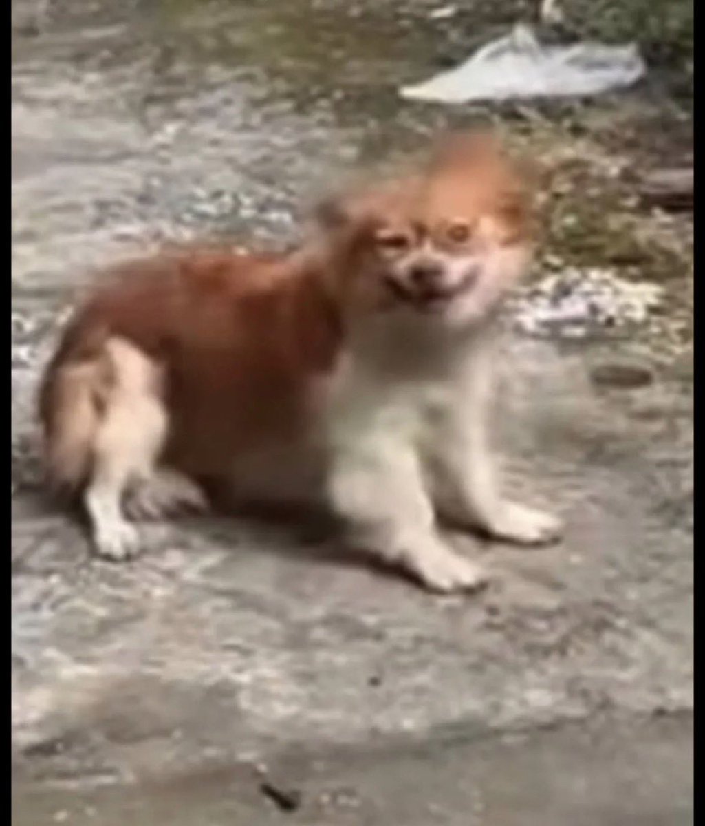 ECOAlphaTango's tweet photo. 🔴 JULY 28th, 2026 - #JusticeForWangWang 🕊️🐶🥀

Pls, READ this & Spread. 
🔥𝐑𝐎𝐀𝐃𝐌𝐀𝐏 𝐈𝐍 𝐒𝐔𝐏𝐏𝐎𝐑𝐓 𝐎𝐅 𝐓𝐇𝐄 𝐖𝐀𝐍𝐆 𝐖𝐀𝐍𝐆 𝐌𝐎𝐔𝐕𝐄𝐌𝐄𝐍𝐓
This is just the beginning. The CCP is counting on the Wang Wang movement to run out of steam so it can finish off Chinese animal rights activists—the Wang Wang movement is important because it relays messages of support from around the world to animal rights activists, while also allowing us to keep an eye on these activists who are on the front lines facing the CCP’s insidious cruelty. 

The only way to put pressure on the corrupt CCP government is to wage:

1/ a relentless political and media campaign! Share the latest news, the Communist Party’s actions on the ground… THE MOVEMENT MUST LIVE ON.

2/ Economic strikes are VITAL. Be aware that the CCP is using its financial power to silence our Chinese activist brothers and sisters from within (over $100 million has been allocated to monitoring, tracking, and erasing all messages mentioning Wang Wang).
🔥 So, 𝐃𝐨 𝐍𝐨𝐭 𝐔𝐧𝐝𝐞𝐫𝐞𝐬𝐭𝐢𝐦𝐚𝐭𝐞 𝐘𝐨𝐮𝐫 𝐏𝐨𝐰𝐞𝐫 𝐨𝐟 𝐏𝐞𝐫𝐬𝐮𝐚𝐬𝐢𝐨𝐧! 
𝗮) Contact companies in your respective countries via email, threatening to boycott their products, making it clear that they support a tyrannical regime that encourages animal torture, protects sadists, and harasses, imprisons, or even kills animal rights activists. 
𝗯) Visit the official Chinese accounts on X and post firm but courteous messages supporting the Wang Wang movement. These messages cannot be deleted from X as long as they remain politically correct and will remain visible and readable by everyone. 

🕊️ Folks, friends,
The last photo shows Wang Wang, 90 seconds into the video, after she has already been struck 50 times with spiked bats—She weighs only 5 kg. She’s still trying to smile… Her body is broken, and she’s already suffering from multiple fractures, begging to be set free, to be given a chance to live… That never happened… 
The putrid Zhong family slaughtered her by burning her tiny broken body alive after gouging her eyes out of their sockets…
𝐒𝐨, 𝐚𝐧𝐬𝐰𝐞𝐫 𝐦𝐞, 𝐟𝐨𝐥𝐤𝐬: 𝐝𝐨 𝐲𝐨𝐮 𝐬𝐭𝐢𝐥𝐥 𝐭𝐡𝐢𝐧𝐤 𝐰𝐞 𝐧𝐞𝐞𝐝 𝐭𝐨 𝐭𝐚𝐤𝐞 𝐚𝐜𝐭𝐢𝐨𝐧?
