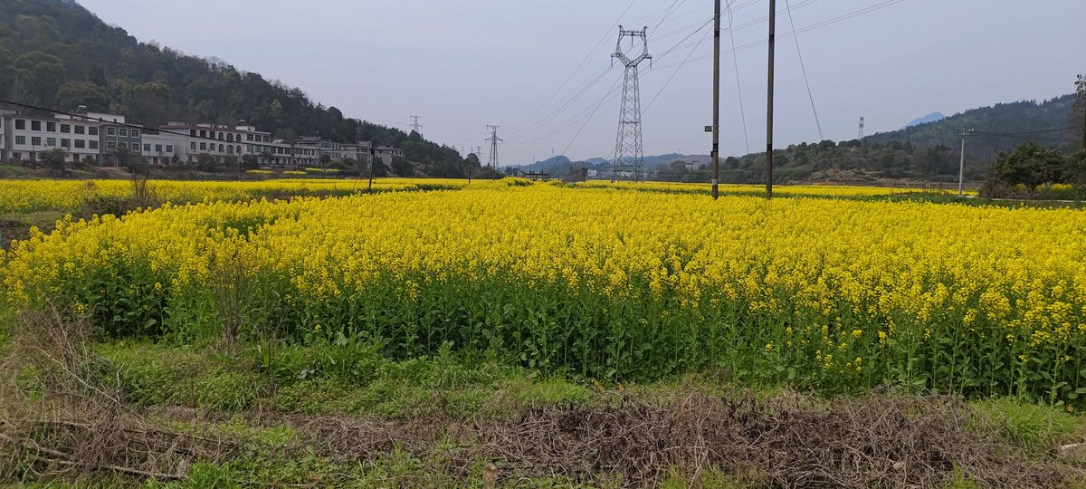 Monnoenty's tweet photo. 乡下的油菜花田 https://t.co/NQ4Y2KMoEL
