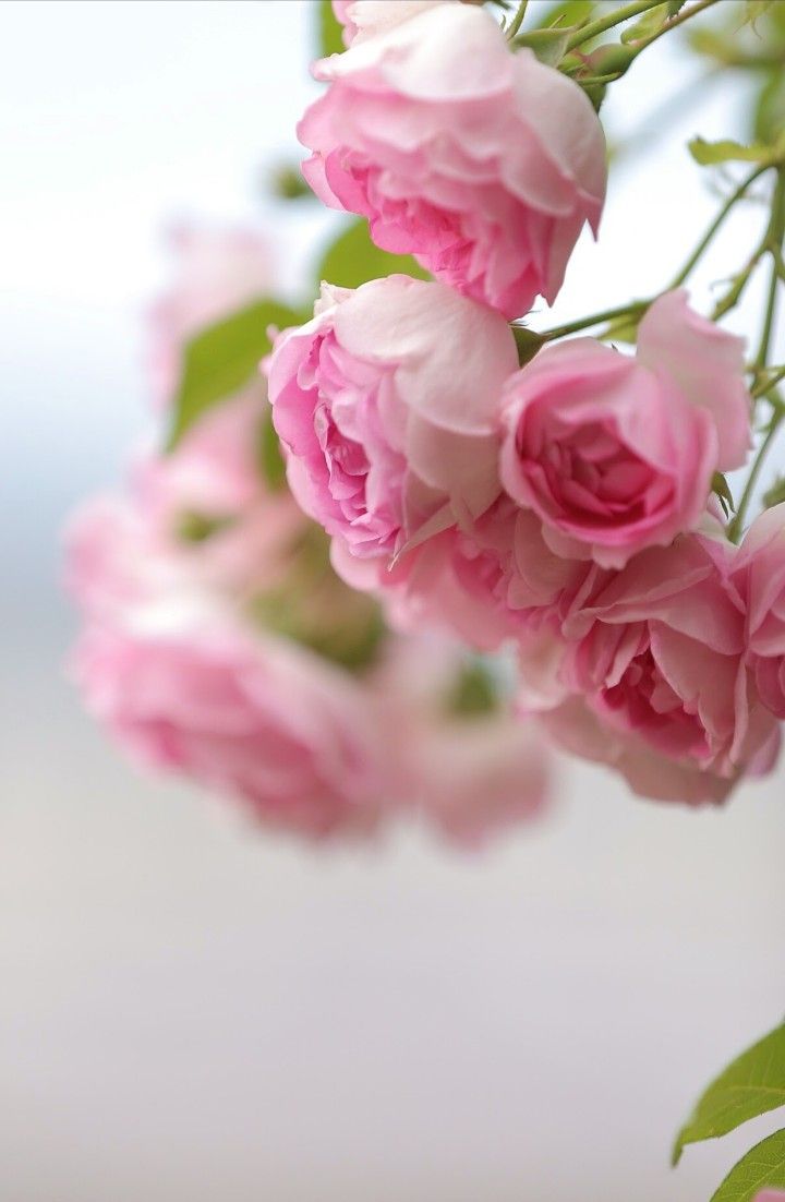 shams_'s tweet photo. لكل روح طلة تُعرف بها
كما يُعرف الورد بعبيره لا بألوانه.🌸 https://t.co/mcF3ZvSgLX