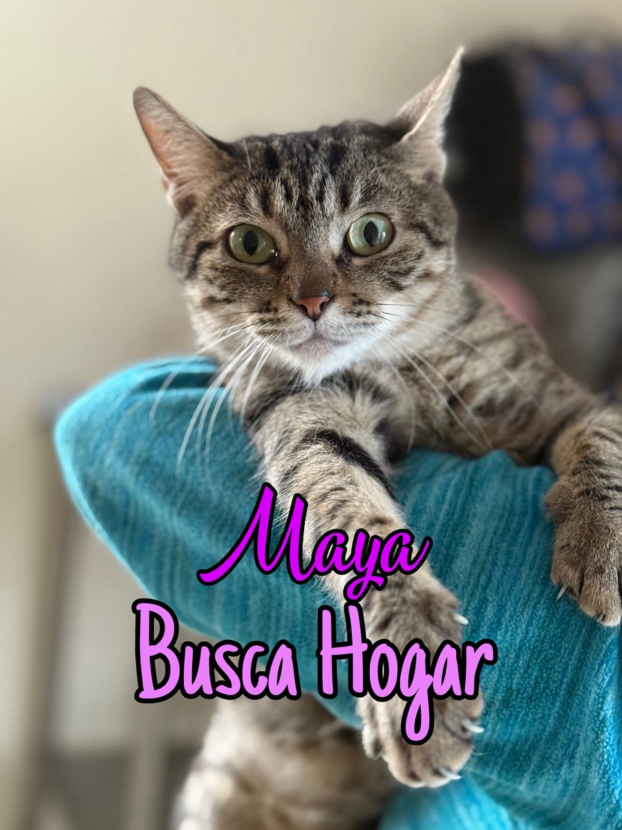 AsociacionMi's tweet photo. Una oportunidad para nuestros gatitos adultos jóvenes 🥺😢 ellos también merecen encontrar el amor de su vida, esterilizados, vacunados, Nemo no tiene una patita pero es precioso, todos los son, si deseas cambiar tu vida y la de ellos, por favor escríbenos al
WhatsApp: 3118009018 💙🩷