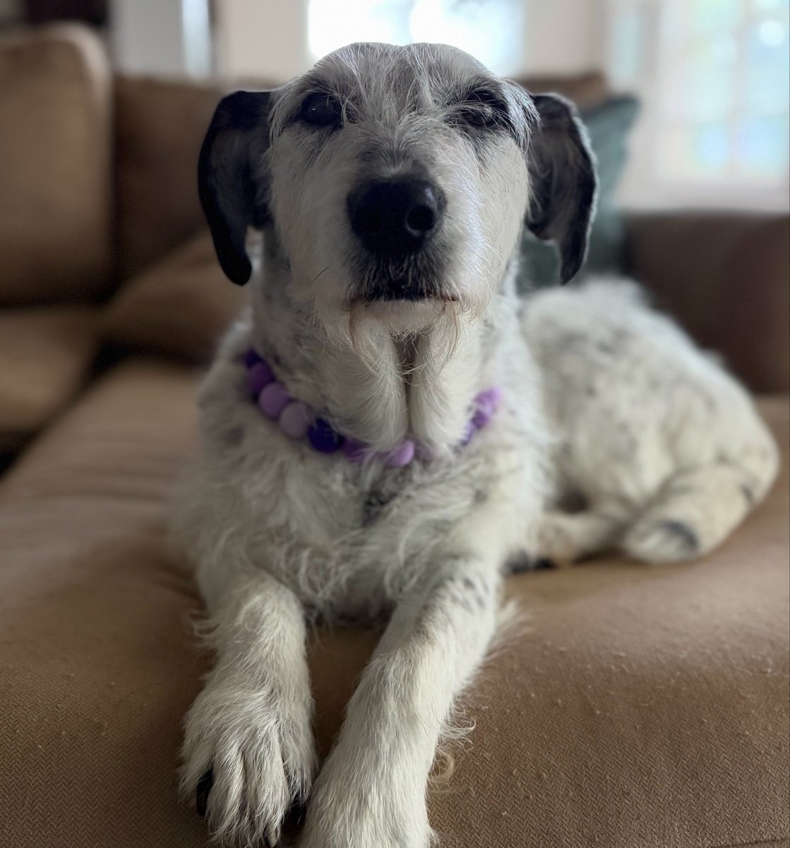 Penny_Lane_Pup's tweet photo. Today is my Gotcha Day! 11 years ago I was adopted from a small shelter. It was my home fur almost 3 years. 

I was overlooked and unwanted. And den BOOM! I found my people. My family! 

Please don’t skip over da long stays at da shelter and rescues. They deserve a chance!!!! https://t.co/nMvZvvOR1d