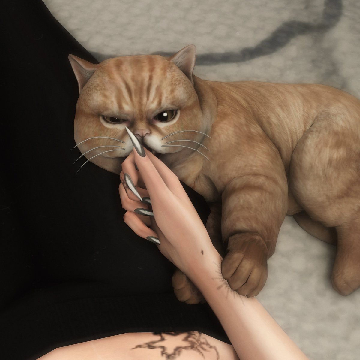 SoftBlueSide's tweet photo. Kitty distraction 🐾 https://t.co/v46mP7o38S