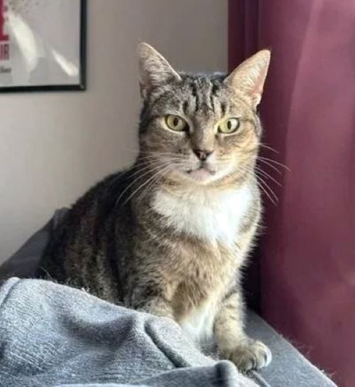 sachikoko's tweet photo. 👉🏽HERO WANTED🙏🏽PLZ RE-POST
💖Shy, Sweet 5YO Brown #Tabby &amp; White Kitty JUNE💖
📣Needs A Patient, Quiet #FureverHome🏡As Your 1 &amp; only🐈
▶️ https://t.co/70xDnQnpkG
🙏🏽#AdoptDontShop
##Oakland, #CA #NorCal
➡ https://t.co/FCtnqRd4RB
✅Adult Only #CatTownOakland
#RehomeHour #US #CATS https://t.co/8Vs9mum8j5