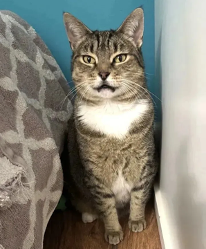 sachikoko's tweet photo. 👉🏽HERO WANTED🙏🏽PLZ RE-POST
💖Shy, Sweet 5YO Brown #Tabby &amp; White Kitty JUNE💖
📣Needs A Patient, Quiet #FureverHome🏡As Your 1 &amp; only🐈
▶️ https://t.co/70xDnQnpkG
🙏🏽#AdoptDontShop
##Oakland, #CA #NorCal
➡ https://t.co/FCtnqRd4RB
✅Adult Only #CatTownOakland
#RehomeHour #US #CATS https://t.co/8Vs9mum8j5