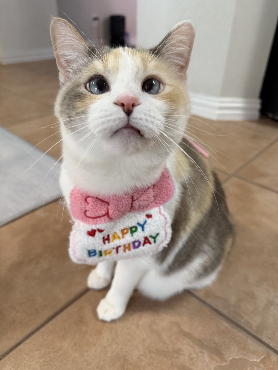 fatfatpankocat's tweet photo. Thank you for the birthday wishes!!!!!!!!!! 😭she is so loved!!! 🎉💕 https://t.co/uLcxqF71Wl