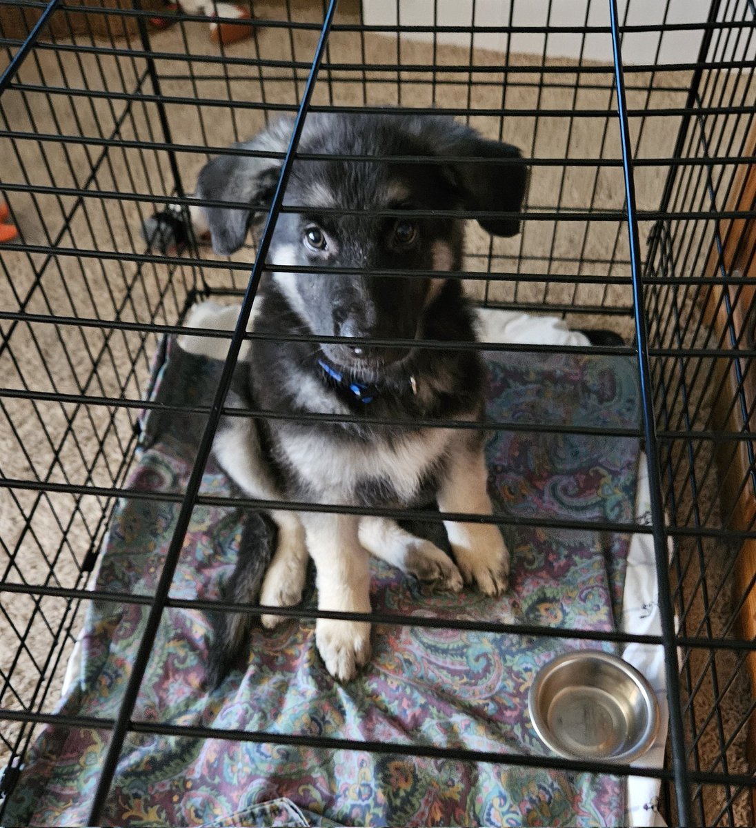 Dogslover41y's tweet photo. Help! I got put into jail! Momma said she had to go to this thing called work and until Grammy could come watch me, I had to be put into this prison. She put the show Reba on and Grammy heard my cries and came and saved me! https://t.co/3phf1Rn1bA