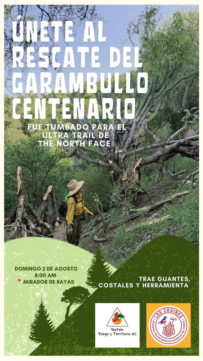 alexramblasr's tweet photo. Denuncian devastación de garambullos por ruta de @UltraTrailMex en Guanajuato capital 

La logística de Ultra Trail México Series, organizada por @thenorthface, es señalada por presuntamente haber provocado la devastación de garambullos centenarios para habilitar las rutas de su competencia. 

De acuerdo con las denuncias, los ejemplares habrían sido derribados con hachas, cuerdas y machetes para abrir paso al trayecto de los corredores, una situación que ha generado indignación entre habitantes y defensores del entorno natural.

La afectación fue detectada atrás de la mina de la Garrapata (noreste del municipio), donde los organizadores trazaron el recorrido y donde hoy faltan cactáceas que tardaron décadas en crecer. 

Mientras se esclarecen los hechos y se deslindan responsabilidades, la respuesta ciudadana ya está en marcha: el próximo 2 de agosto se convoca a voluntarios para rescatar y replantar los garambullos.