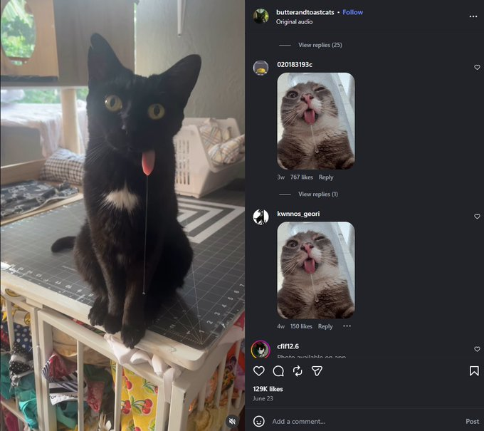 AMGNFA's tweet photo. FOUND THE IRL DROOLING CAT

DROOLING CAT HIT 3.8M

Meet "Toast" he is going mega viral on Instagram rn for his drooling. 

Toast has a facial injury, cuz he was hit by a car when little causing him to always stick his tongue out and drool.

He's mega cute and people love him, all the comments are filled with memes.

https://t.co/rVe6T27wyw