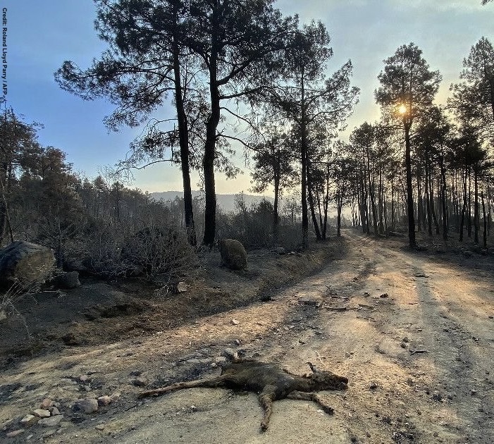 DrTOMontgomery's tweet photo. #Gironde 

When the flames die down and there is only silence.

Wildlife will pay the highest price. https://t.co/1i3MsN6Dwh