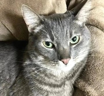 sachikoko's tweet photo. 🆘URGENT🆘SENIOR ALERT🙏🏽PLZ SHARE
🩵Sweet 9YO #Senior Gray/Blue #Tabby Kitty "RAIDER"🩵
📣Needs A #Foster Or Adopter ASAP!
▶4 INFO https://t.co/qAnvXOWcEe
🙏🏽#FosteringSavesLives #AdoptDontShop
#CastroValley, #CA #SF #BayArea #NorCal
@AdoptRescueCats (CP) #RehomeHour #US #Cats https://t.co/WK3D0fqDc7