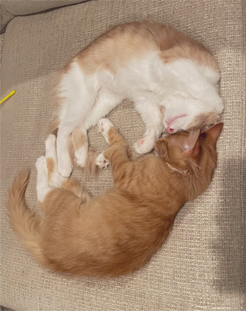 HFsarahb's tweet photo. My fur babies ❤️🐾 https://t.co/FDueIvPdOf
