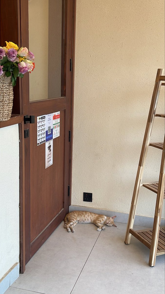 rrtyu68's tweet photo. The most beautiful view in life🐈🥺 https://t.co/qWDKC7da3D
