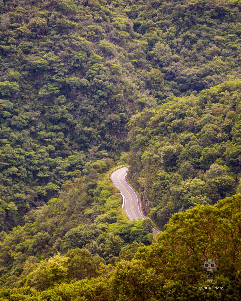 EspirituCurioso's tweet photo. ¿Alguna vez has pasado por esta carretera?

Aunque muchos la recuerdan por sus curvas, lo que realmente la hace inolvidable es que atraviesa uno de los paisajes montañosos más impresionantes de México. En pocos kilómetros el camino sube entre bosques, barrancas y miradores naturales, hasta adentrarse en el corazón de la Sierra Gorda de Querétaro, una región reconocida por su enorme riqueza natural y su espectacular relieve. 

Se trata de un tramo de la Carretera Federal 120, la ruta que conecta ciudades y pueblos como Cadereyta de Montes, Pinal de Amoles, Jalpan de Serra y continúa hacia Xilitla, en San Luis Potosí. Es el camino que permite descubrir una de las zonas más sorprendentes de la Sierra Madre Oriental. 

Lo que más impresiona es cómo cambia el paisaje conforme avanzas. Hay momentos en los que circulas rodeado de bosques de encino y pino, después aparecen enormes paredes de roca, profundos cañones y, en temporada de lluvias, la montaña se cubre de un verde tan intenso que parece imposible que exista un lugar así a solo unas horas de la ciudad de Querétaro. 

En esta zona también se encuentran algunos de los puntos más altos del estado. Muy cerca está el famoso mirador Puerta del Cielo y el acceso a Cuatro Palos, desde donde es posible contemplar un mar de nubes cuando las condiciones son favorables. Son esos escenarios los que han convertido a esta carretera en una de las rutas escénicas más espectaculares de México. 

Recorrer este camino no se trata únicamente de llegar al destino. Es una experiencia que invita a detenerse en los miradores, respirar el aire fresco de la montaña y descubrir que Querétaro guarda paisajes que muchas personas jamás imaginarían encontrar en el centro del país.

Espíritu Curioso, dime, ¿a ti también te emocionaría recorrer esta carretera rodeada de un paisaje como este? 🙂