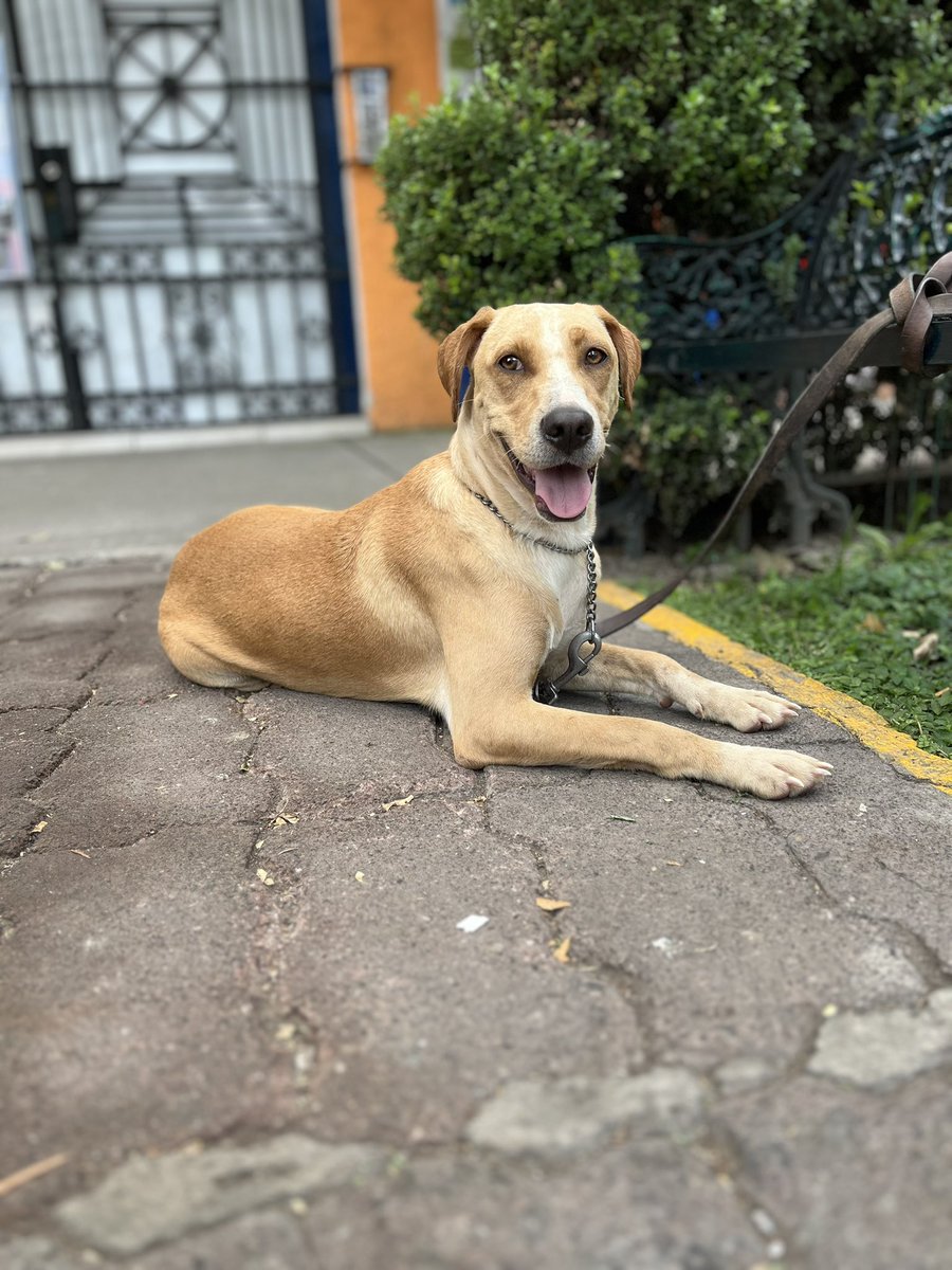 HELA_MORE's tweet photo. Que triste que nadie se animó a adoptar a Peruya cuando aún era una bebé.💔

Me da miedo pensar en que nunca sea adoptada.😔 https://t.co/AUHDi7iBPy