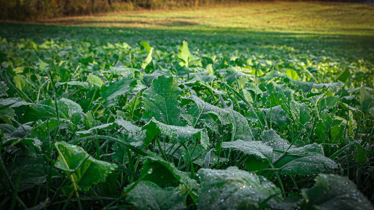MnagemtAdvntge's tweet photo. Fall food plot season is here, and we want to know what’s going in the ground on your property.

🌾 Cereal Grains
🥬 Brassicas
🌱 A Combination of Both

#foodplots #plantingseason https://t.co/3HbU7us9Ap