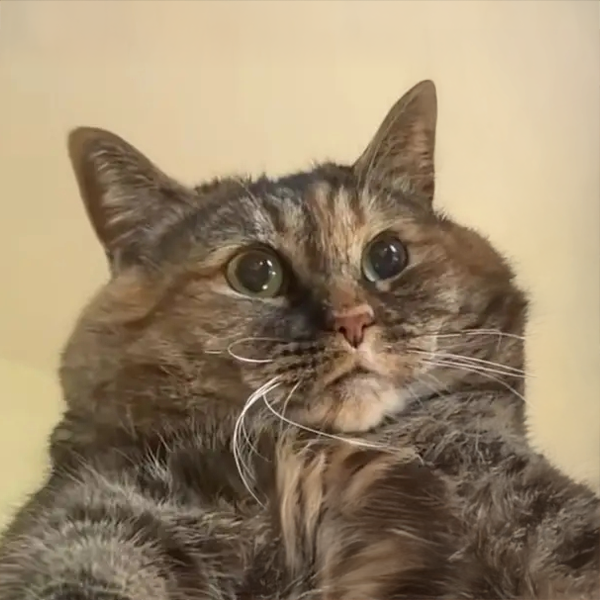 memetikdev's tweet photo. Introducing $fatcat

this fat cat is going viral on TikTok because she has a medical condition that causes her to be overweight.

Let's change your profile picture to this cute fat cat.

video: https://t.co/7KQVWaJM22 https://t.co/xUj2SvEp6E