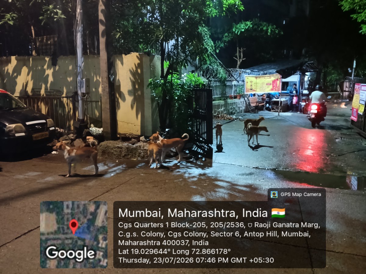 1andOnlySridhar's tweet photo. stray dog menace at cgs colony sector 1 Antophill. @mybmc #Veterinary Health Department, please rescue these dogs and relocate. Residents are walking with fear. #Kalpak  #mumbai #RWA #bmc. @CaptTamilSelvan sir. https://t.co/o5sgZw8a44