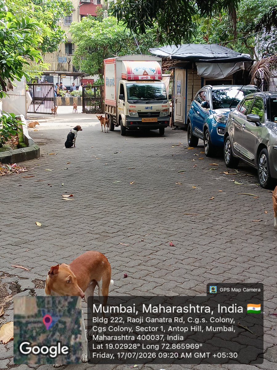1andOnlySridhar's tweet photo. stray dog menace at cgs colony sector 1 Antophill. @mybmc #Veterinary Health Department, please rescue these dogs and relocate. Residents are walking with fear. #Kalpak  #mumbai #RWA #bmc. @CaptTamilSelvan sir. https://t.co/o5sgZw8a44