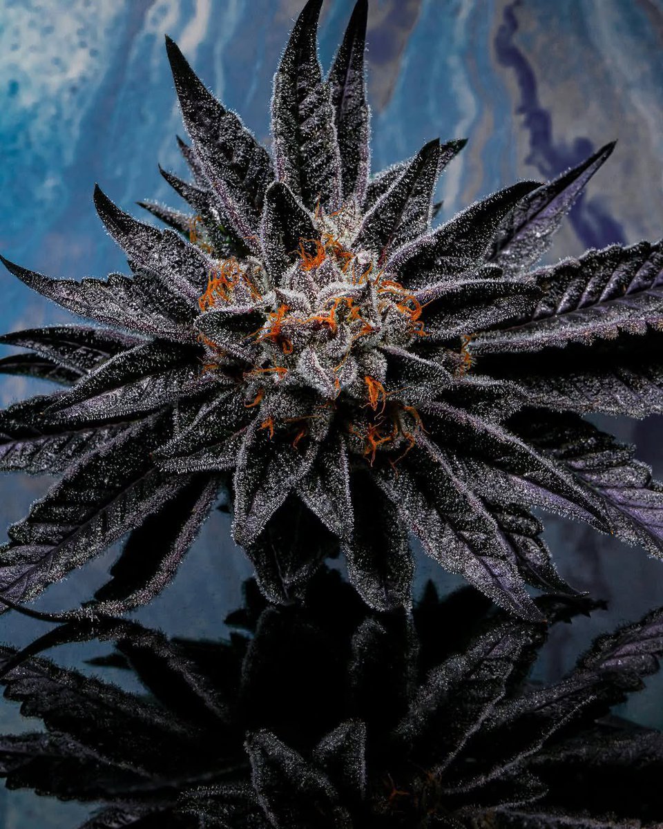 Cannacollectors's tweet photo. Give this beauty name https://t.co/auUGMkAgAT