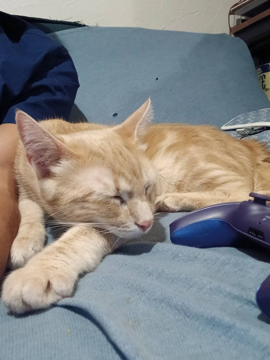 REALCATOFF's tweet photo. This is the cat i use to create $REALCAT he is my cat  ares 

27XNXirah9P4QKVvkEWSAb1Exu55ciq8r7LDUNdEpump https://t.co/YRWunT160w