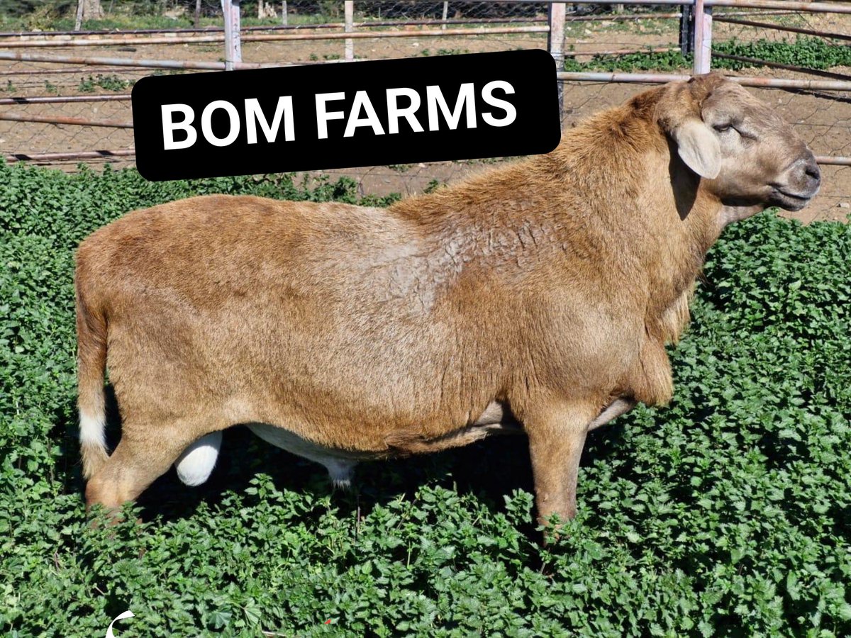 bossolamilekan1's tweet photo. I don't just deal with only poultry, I also deal with exotic goats and sheeps, this is a meat Master and doe kalahari red, I'm happy to tell you that this exact ones are mine 😎  you can contact me if you need one or more https://t.co/H2KrI0s9pJ