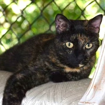sachikoko's tweet photo. 🙏🏾PLEASE SHARE
🌼Playful, Confident 3YO #Tortie Kitty "TORI"🌼
🛎Needs A Loving🏡#FureverHome🏡
▶4 INFO https://t.co/5Rc5Jcdr33
🙏🏽#Adopt #AdoptDontShop #AdoptMe
#Acampo, #CA #Lodi #SanJoaquinCounty #CentralValley
✅Cats✅Kids @AdoptRescueCats #Cats
#RehomeHour #US #Cats https://t.co/4skFzyQQlm