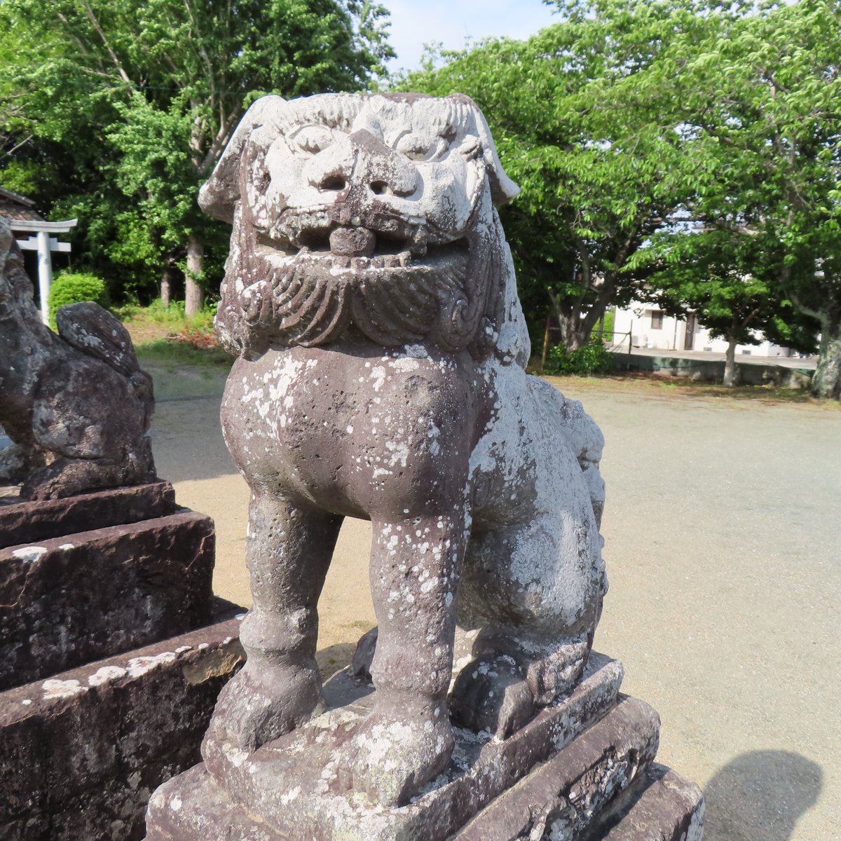 komainu1000's tweet photo. 夜明神社　久留米市大善寺町夜明の狛犬さん②

#狛犬 #狛犬さん #獅子 #石獅子 #参道狛犬 #神殿狛犬 #こまいぬ #阿吽
#神社 #神社巡り #神社参拝
#狛犬巡り #狛犬愛好家 #狛犬マニア #狛犬探訪 #狛犬ハンティング #狛犬巡り #狛犬さんぽ #狛犬サイクリング #狛犬バカ一代 https://t.co/Pjkx8B7aGl