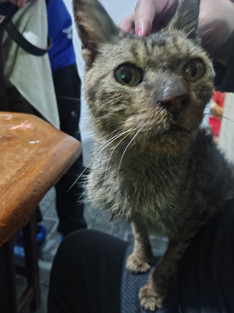 paobdg's tweet photo. Este gatito apareció en mi casa, está a piel y hueso, lo estoy alimentando hace 3 dias, duerme adentro y con la puerta abierta no atina a salir, esta súper cómodo y se lleva muy bien con mis dos gatas, pero tiene mucho olor a podrido, ya lo bañé como pude pero https://t.co/skpu1MPpIK