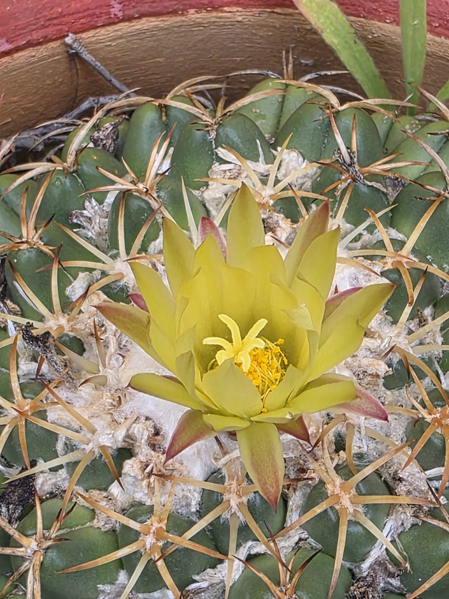 AddyKarrazko's tweet photo. 🪷🌼🌵😃

#cactus https://t.co/Ul1Pf36wzu