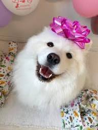 Maya The Samoyed tweet media