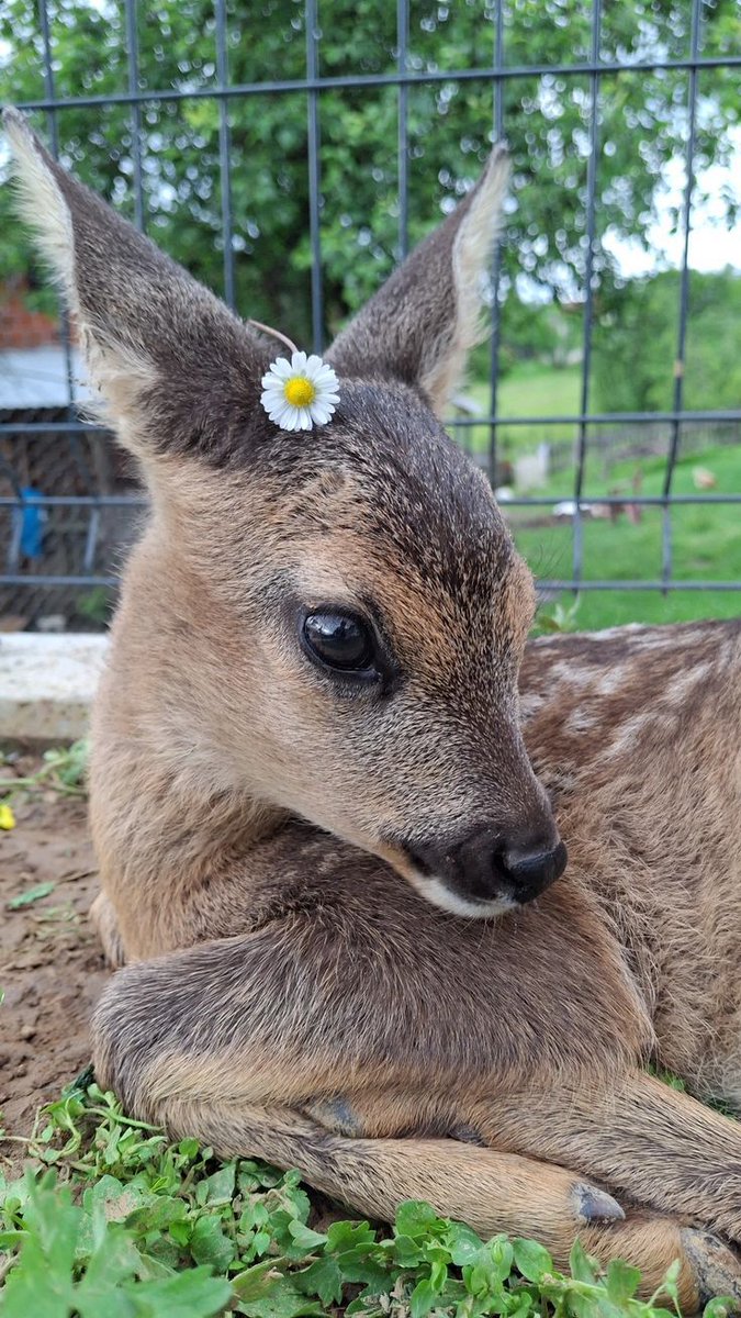 deershouldnt's tweet photo. https://t.co/SD1sMHxueU
