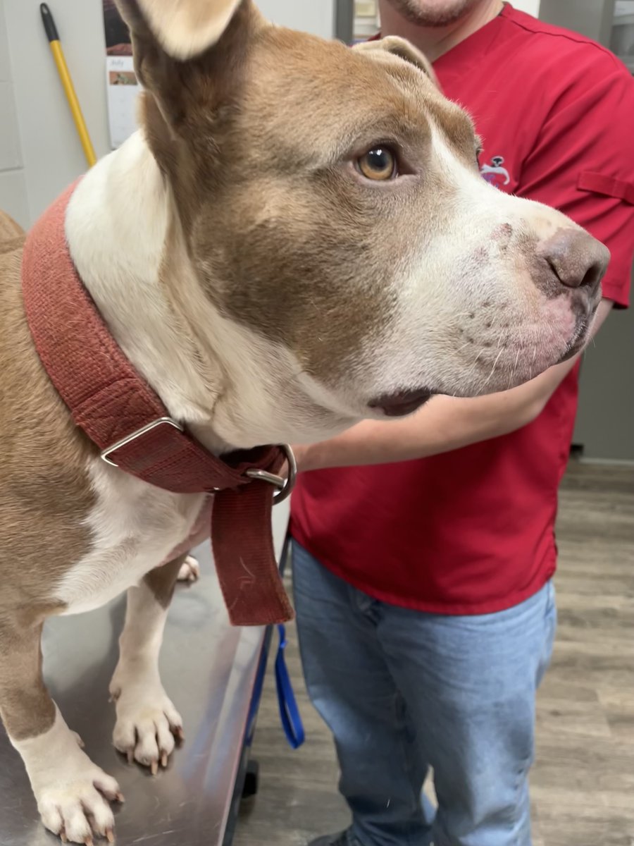 _ACOxford's tweet photo. Chop's summer adventure with a snake 🐍 ended with a bite and some swelling. 🩹 Remember, snake bites are common in warmer months and can be serious. If your pet is bitten, call us immediately! 📞 #AnimalClinicOfOxford https://t.co/bKJx9qADIZ