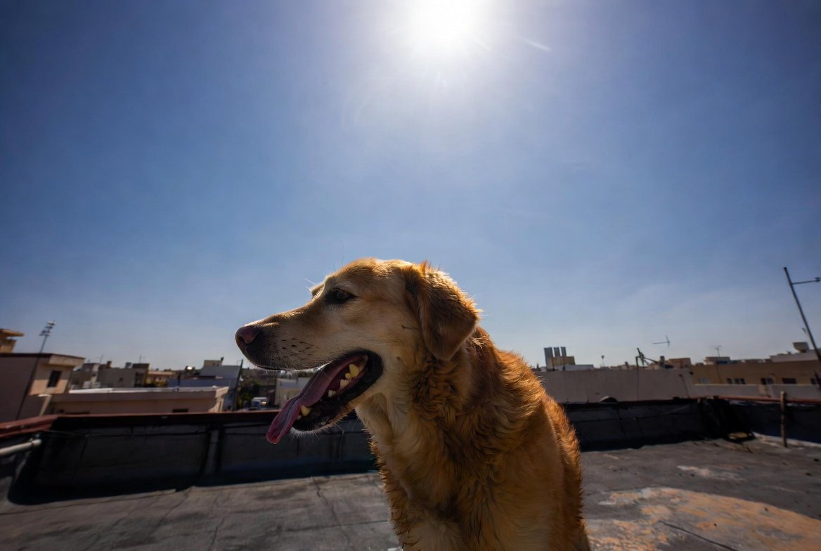 EnsedeCiencia's tweet photo. 🚨Anuncian multas de más de 35 mil pesos a quienes dejen a sus perros en la azotea, durante temporada de lluvia o calor https://t.co/rwYXVehyI8