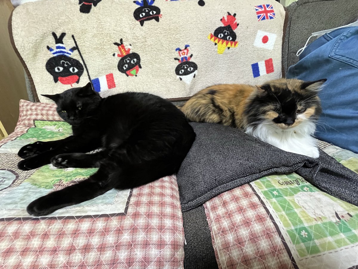 nunununoon620's tweet photo. 昨日の地震で2匹とも行方不明
揺れで2階の窓が開いてたからそこから逃げたのか家の中のどこかにいるのか…
2匹とも食いしん坊だからお腹空いてるだろうな
早く出ておいで https://t.co/GIeKBIRiDt