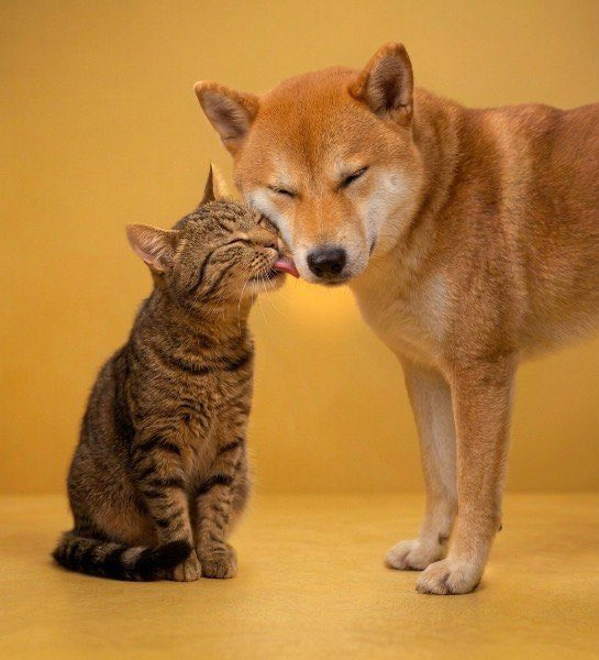 Cate_CoinSol's tweet photo. Meow, the $CATE rewards are here!👇

Participate in our community and hold $CATE to claim your token rewards.😼

Visit https://t.co/2WVmosvnEQ for details. https://t.co/h3AzD2Vb0b