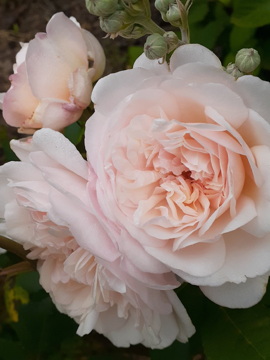 SarahRajkotwala's tweet photo. Just what colour is she? The lovely vintage rose Gruss An Aachen, is a very hardy and floriferous rose.

#fairiesarereal #aroseaday #gardening #RoseWednesday #vintageroses  

My Amazon Book Page https://t.co/zfmSlmQOAK         Year of Talking to Plants https://t.co/lVWlMa9c1f https://t.co/HXx6T56prY