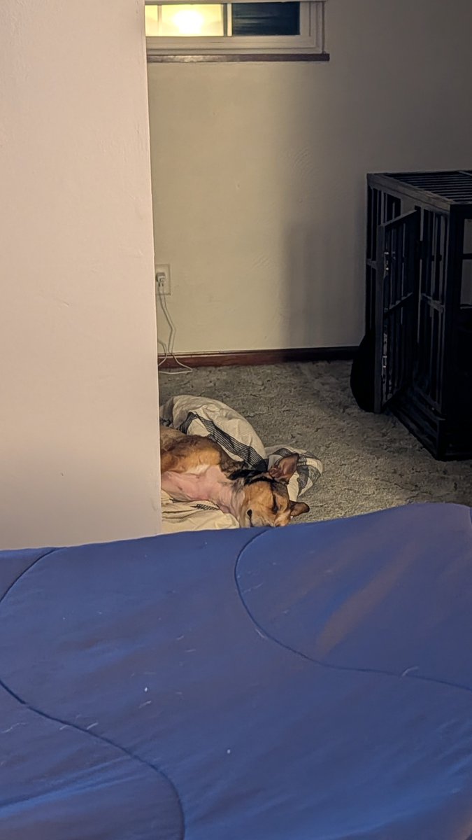 RevanKenway's tweet photo. I just want to cuddle but she'd rather lay on her blanket 🥲 https://t.co/JQReNxm1iB