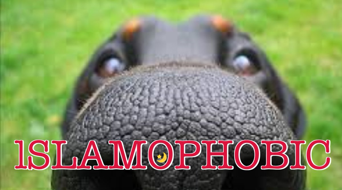 GreyMat08596496's tweet photo. @its_The_Dr My dog is https://t.co/TWOMTVJvZR